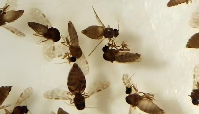 Primeiro caso de febre Oropouche é confirmado em Goiás; paciente é de Anápolis