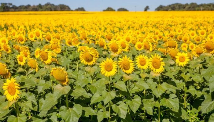 Temporada dos girassóis está aberta e transforma rodovias em cartões-postais em Goiás