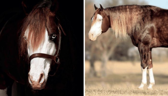 Leilão em Goiás movimenta milhões e transforma cavalo em um dos mais valiosos do mundo