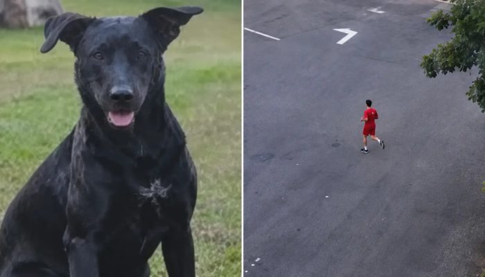 Bombeiro é indiciado pela morte do cão comunitário Brutus em Goiânia