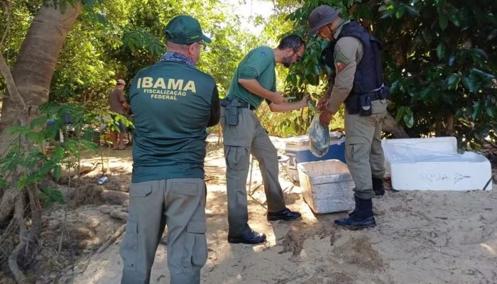 Ibama aplica R$ 135 mil em multas durante operação contra crimes ambientais no norte de Goiás