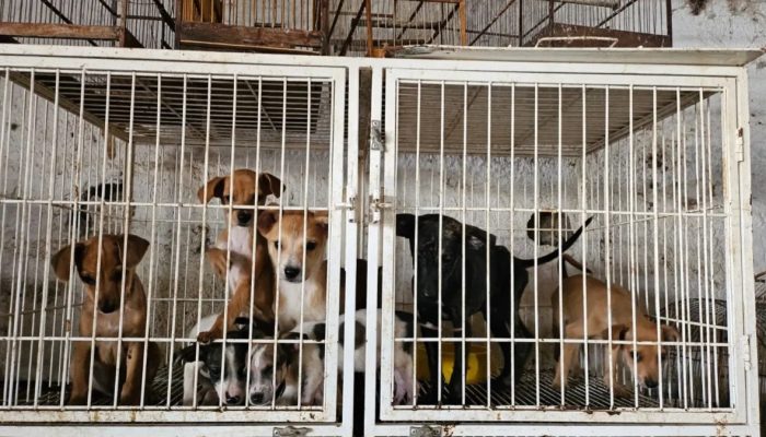 Mais de 20 filhotes são resgatados de pet shop vivendo em situação precária em Goiânia
