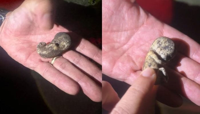 Mistério em Anápolis: suposto feto encontrado na calçada era apenas um brinquedo
