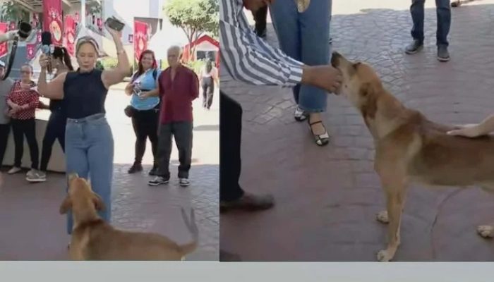 Cachorro "rouba a cena" e quase devora ponto eletrônico da apresentadora Luciana Finholdt durante transmissão ao vivo em Trindade