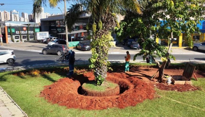 Comurg inicia transplante de árvores para obras na Avenida Castelo Branco, em Goiânia