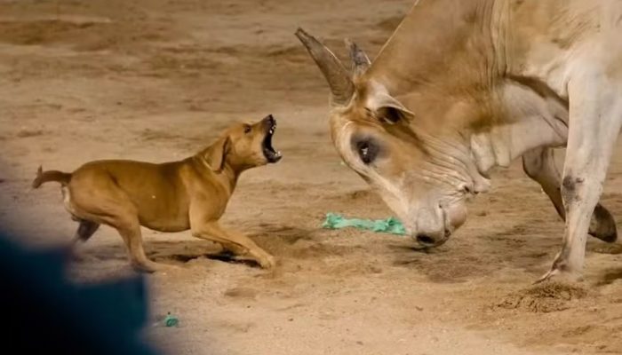 Cachorro caramelo invade arena de rodeio, enfrenta touro e ganha um novo lar em Goiás