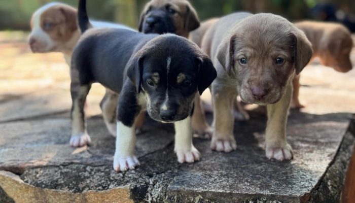 Goiânia abre 1,5 mil vagas para castração gratuita de cães e gatos