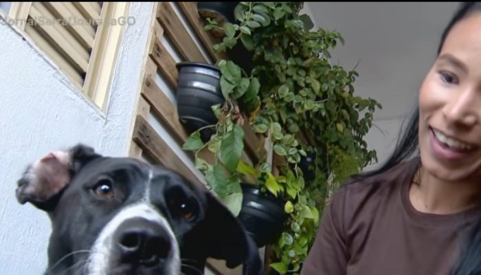 Após esperar 15 dias pelo dono na porta da UPA, cachorro Dipirona ganha um novo lar