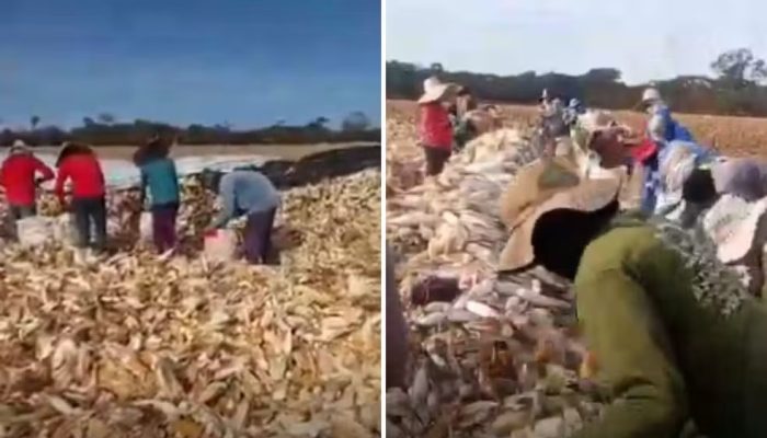 Mais de 50 trabalhadores são resgatados de situação análoga à escravidão em Cezarina
