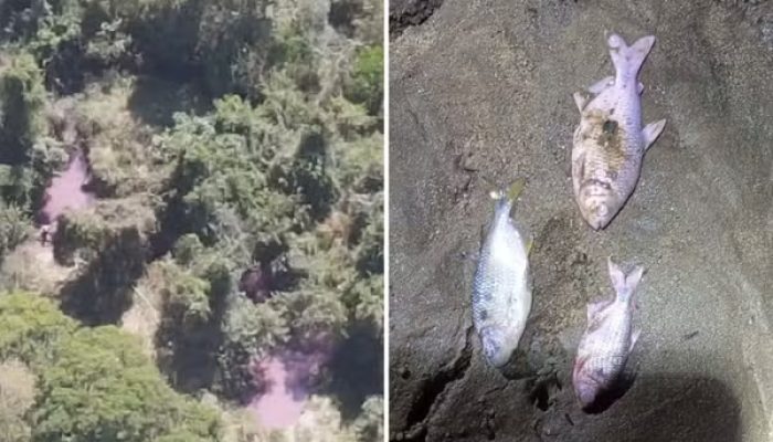 Carga química contamina córrego e provoca morte de peixes após incêndio de caminhão na BR-153