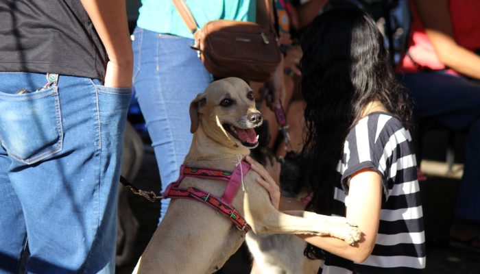 Goiânia oferece castração gratuita para cães e gatos; veja como participar