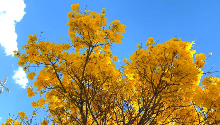 Goiânia ganha novas cores com floração de cerca de 50 mil ipês espalhados pela cidade