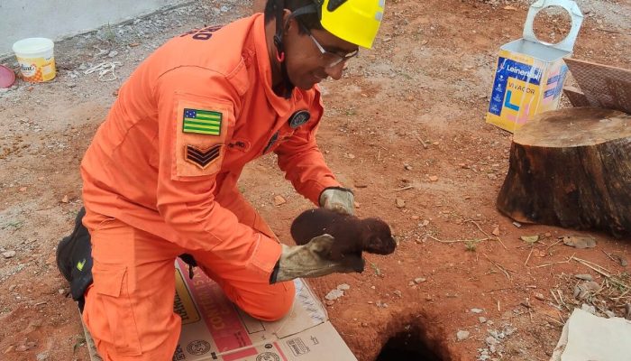 Cinco filhotes são resgatados de buraco com risco de alagamento em Caldas Novas