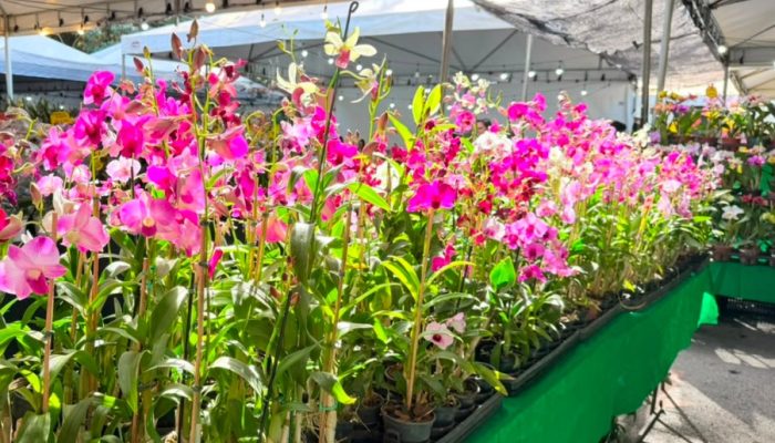 Exposição de orquídeas em Aparecida de Goiânia terá troca mudas por alimentos e entrada gratuita