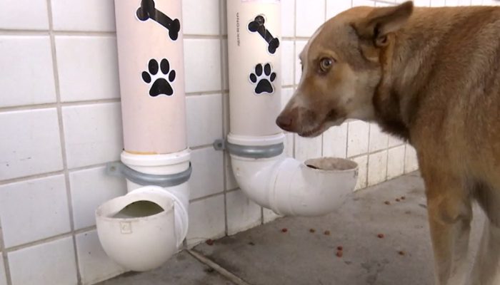Animais de rua poderão ganhar abrigos e pontos de alimentação em Goiás; entenda