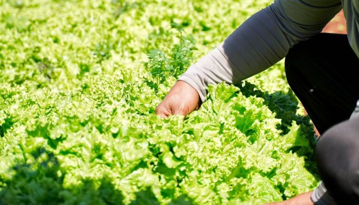 Goiânia terá programa que troca materiais recicláveis por alimentos