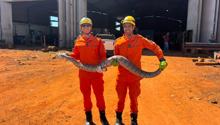 Jiboia de mais de 2 metros é retirada de área urbana em Chapadão do Céu