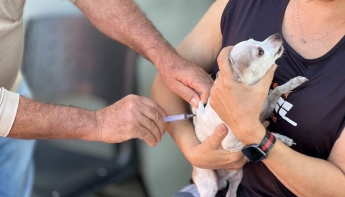 Goiânia realiza campanha antirrábica com vacinas gratuitas para cães e gatos