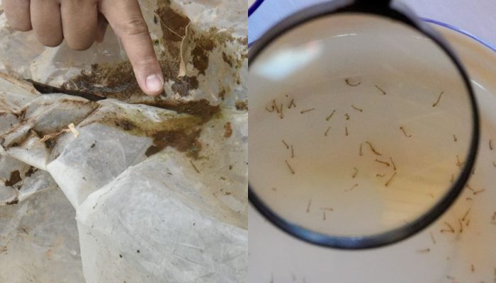 Chuvas fora de época aumentam risco de dengue e chikungunya, em Goiás