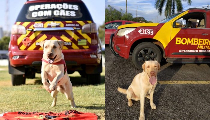 Cão bombeiro Fênix morre e é homenageado pelo Corpo de Bombeiros de Goiás