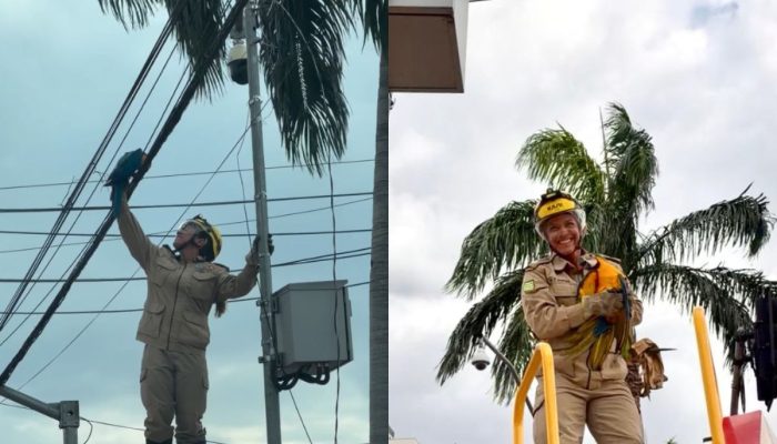 Arara-canindé fica presa em fios e ganha “aconchego” após resgate, em Goiânia