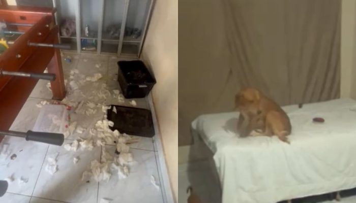 A fuga é dos… cachorros! Cães de abrigo invadem casa de tutor e transformam tudo em uma grande bagunça, em Aparecida de Goiânia