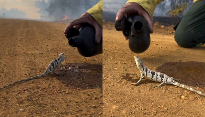 Brigadista encontra lagarto em fuga e dá água durante incêndio