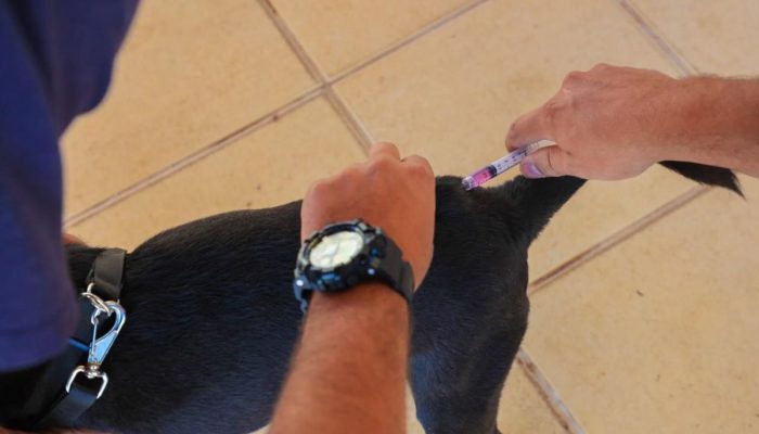 Trindade oferece vacinação gratuita contra a raiva para cães e gatos na próxima sexta-feira (18)