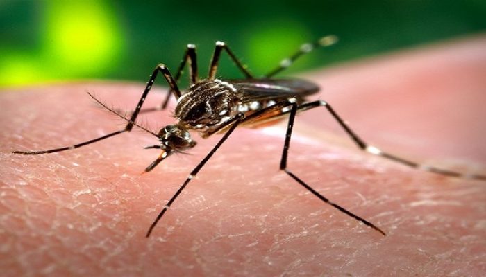 Casos de chikungunya disparam em Goiás e acendem alerta na saúde