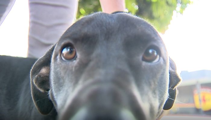 Do abandono à Rotam: conheça a história do Confronto, cão que fez “abordagem” em equipe da TV Serra Dourada