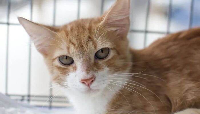 Feira de adoção oferece cerca de 40 cães e gatos em Goiânia