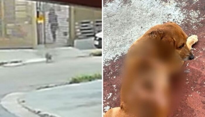 Vídeo mostra momento em que cachorro comunitário fica ferido após ser atingido por líquido quente em Goiânia